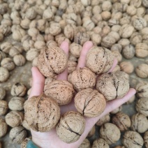 云南老品种老树薄壳核桃大麻子核桃干果欢迎各地老板订购
