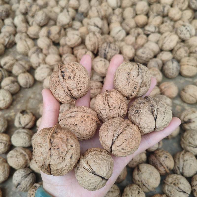 云南老品种老树薄壳核桃大麻子核桃干果欢迎各地老板订购