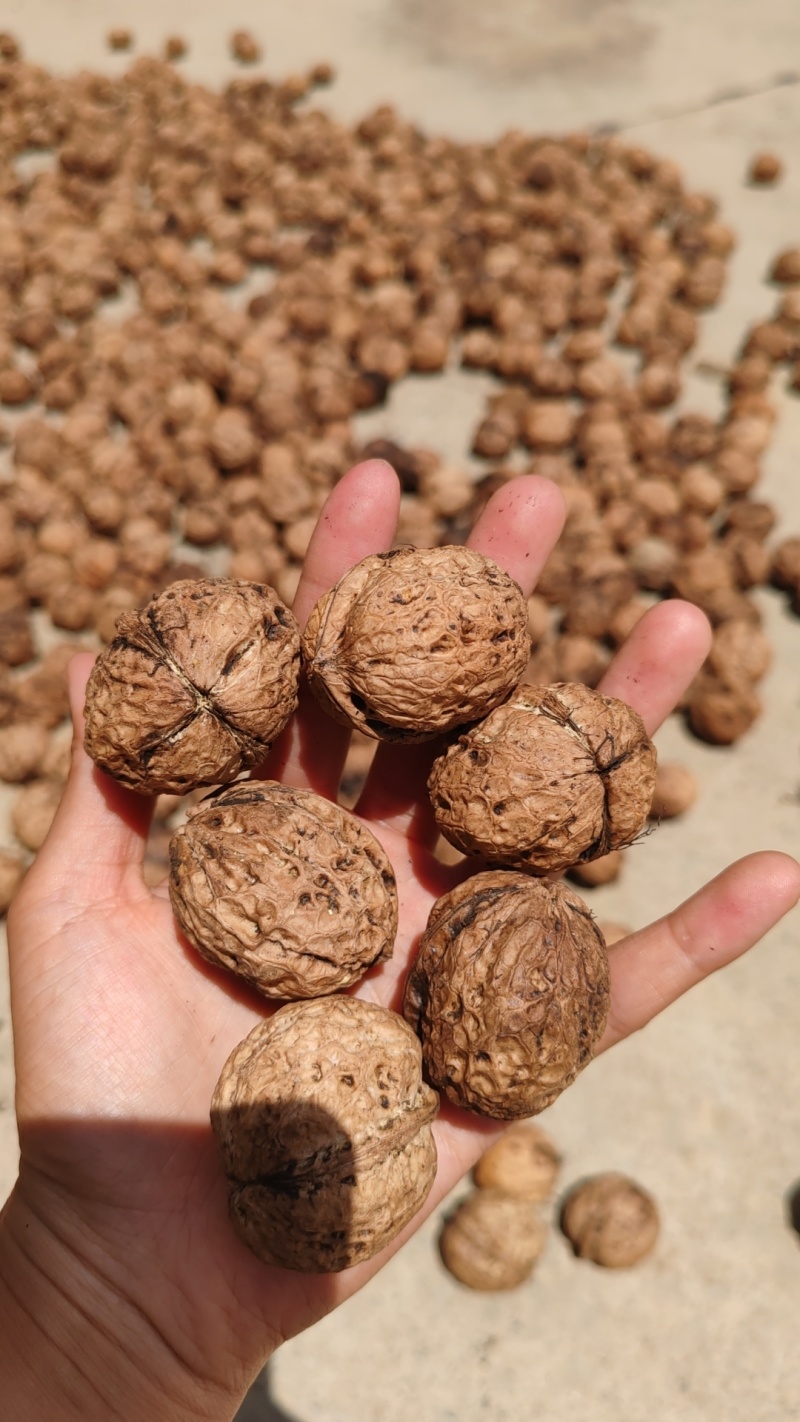 云南老品种老树薄壳核桃大麻子核桃干果欢迎各地老板订购