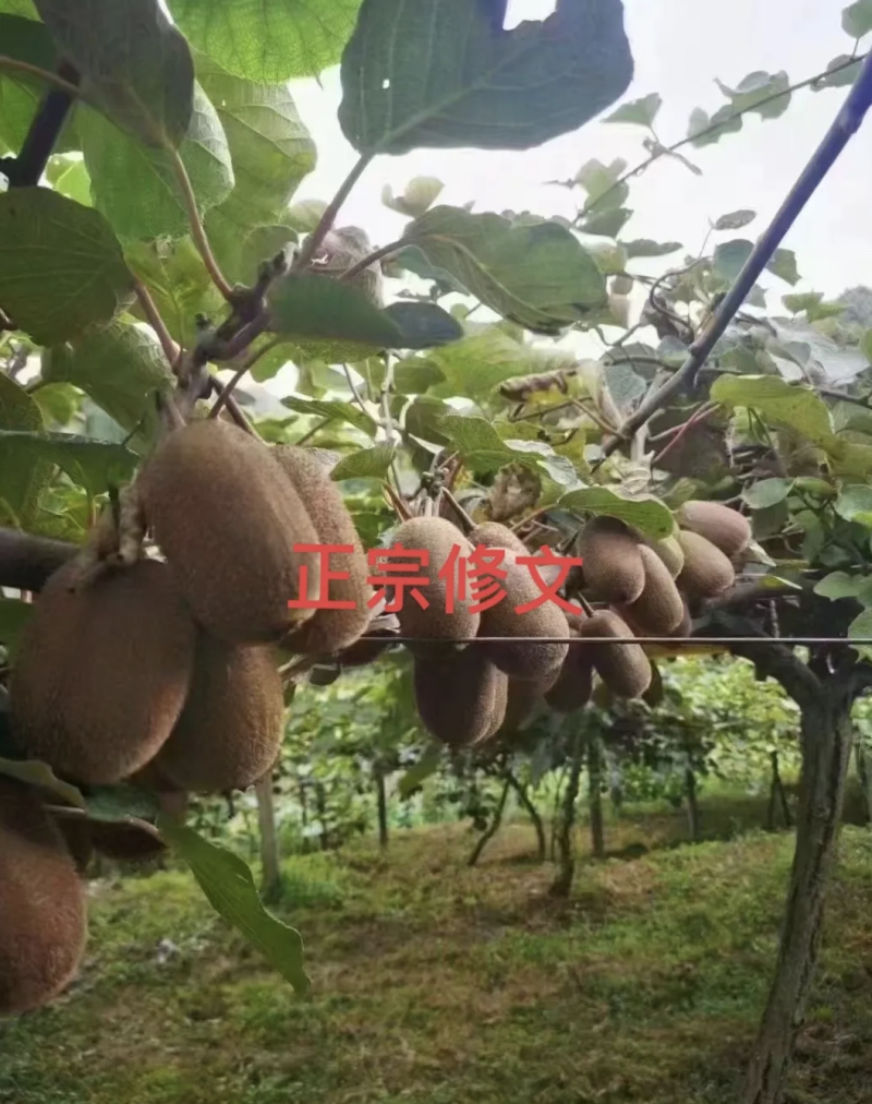 现货一件代发批发贵州修文长贵猕猴桃基地直发