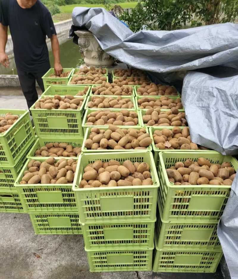 现货一件代发批发贵州修文长贵猕猴桃基地直发