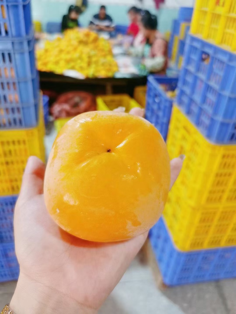 广西脆柿