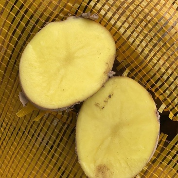 新上市陇薯七号炸薯片现货可发物流