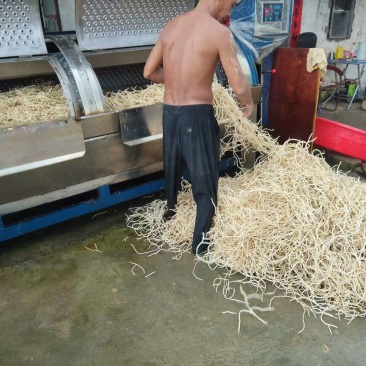 惠东精品鱼腥草开园了欢迎考察