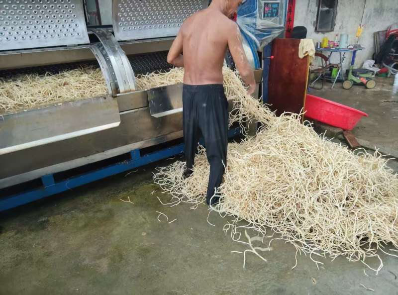 惠东精品鱼腥草开园了欢迎考察