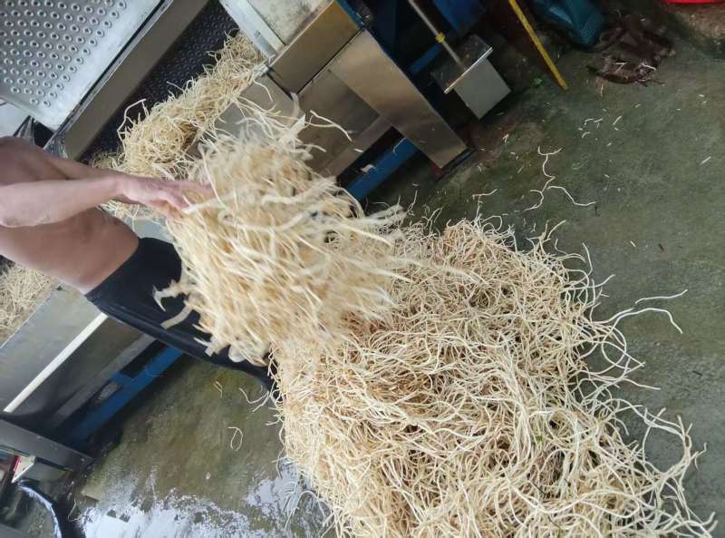 惠东精品鱼腥草开园了欢迎考察