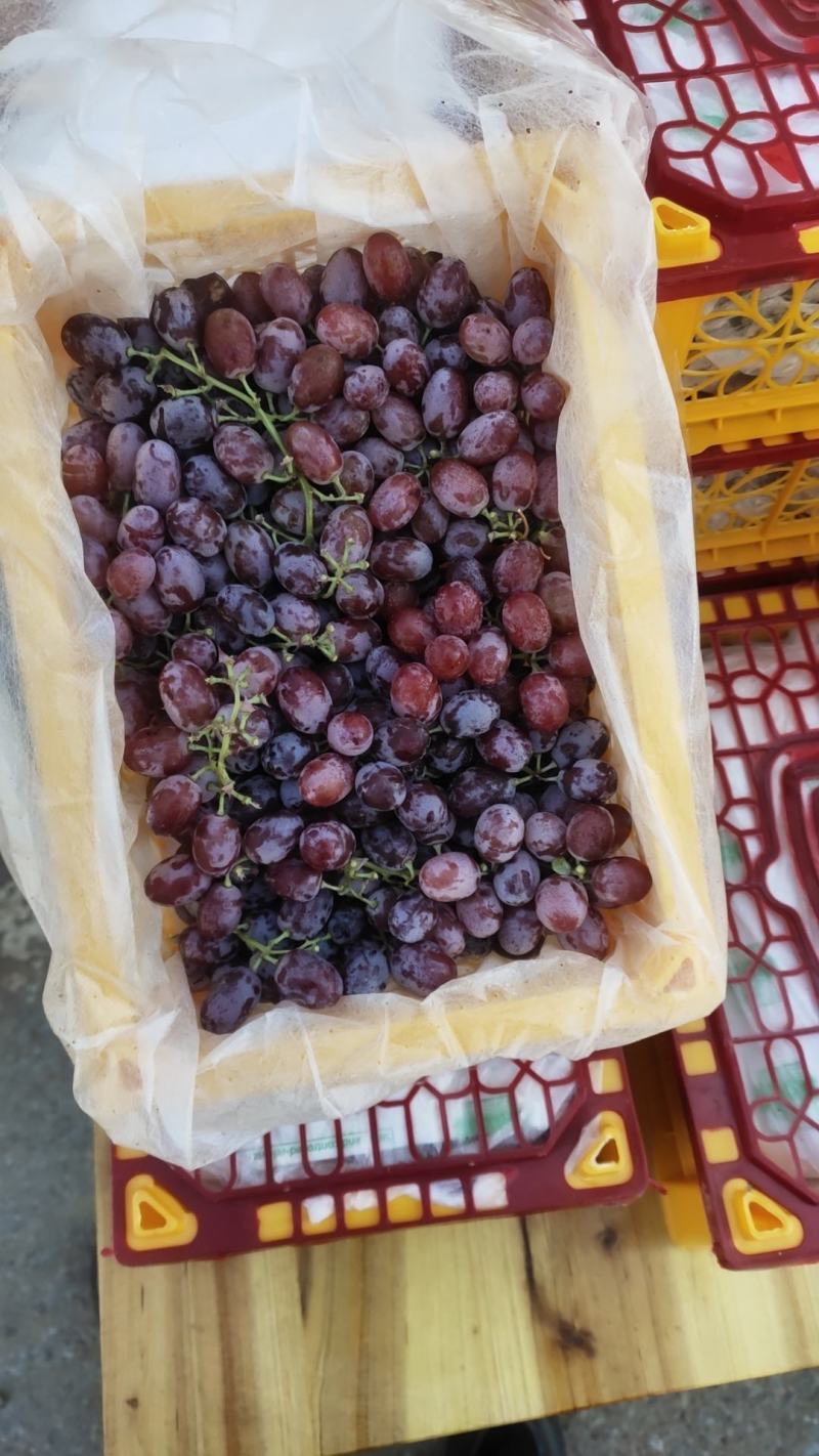 新疆克伦生无籽葡萄大量上市甜度高产量大一手货源欢迎来电