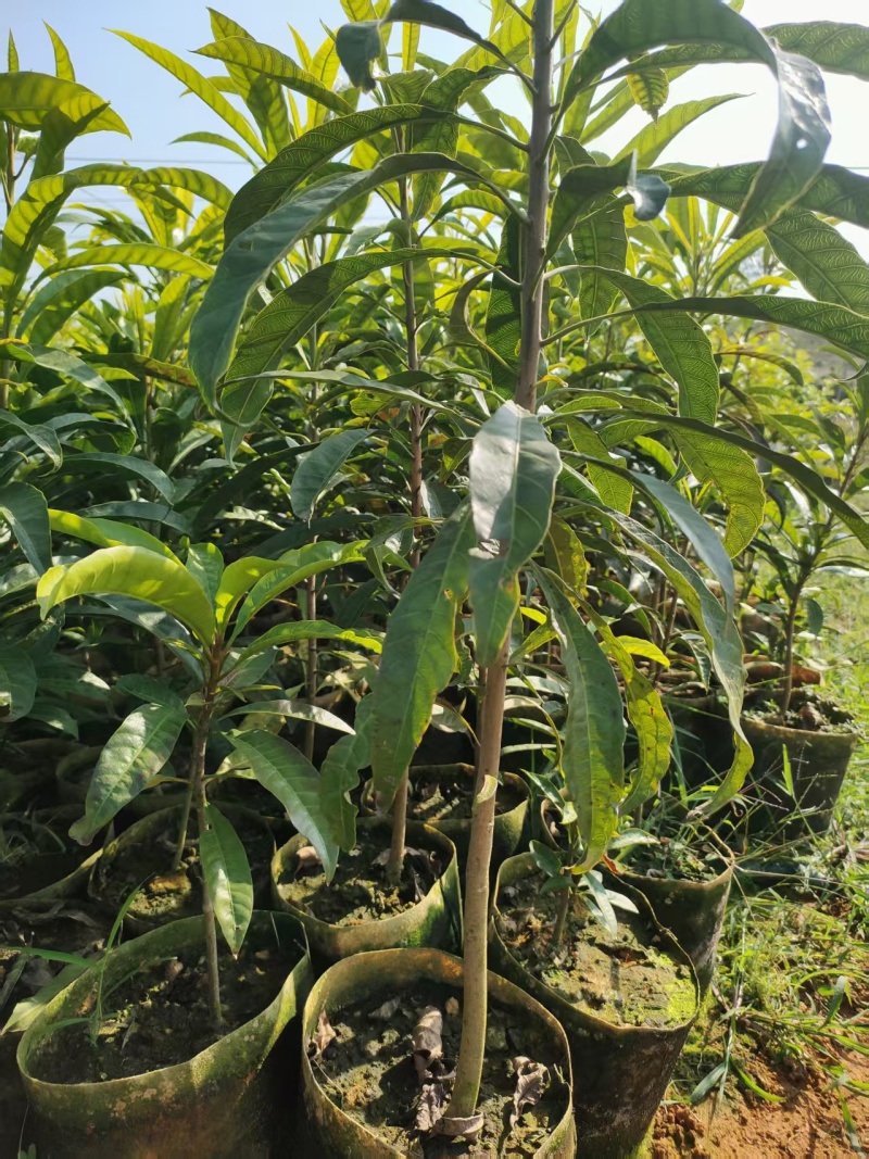 蛋黄果树苗，又称鸡蛋果实生苗，产地大批量发货，价格可谈