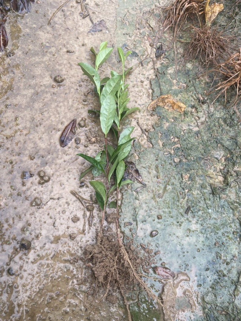 特早奶白茶苗
