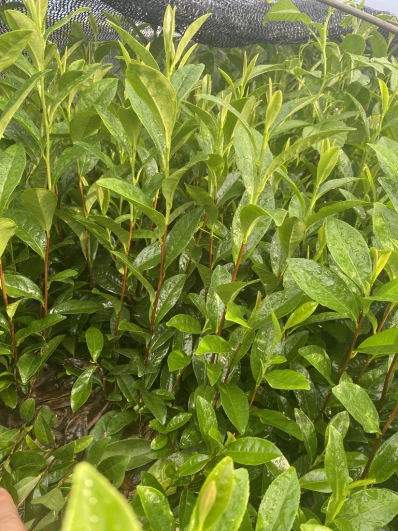特早奶白茶苗