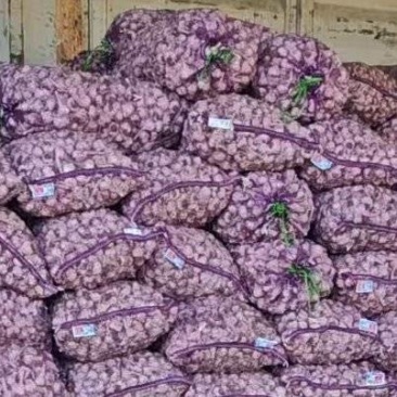 东北一点红大蒜产地直发品质保证量大从优一手货源