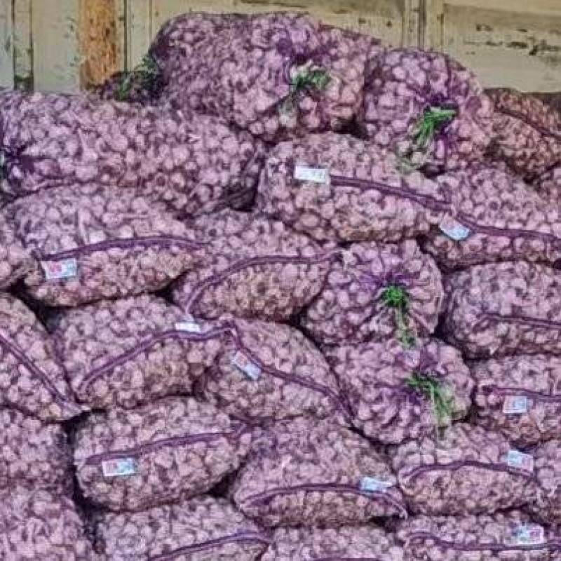 东北一点红大蒜产地直发品质保证量大从优一手货源