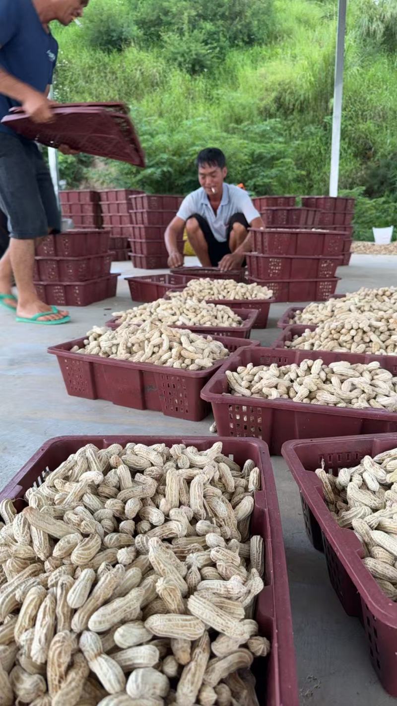 七彩花生云南基地直供品质保障价格实惠云南花生