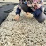 七彩花生云南基地直供品质保障价格实惠云南花生