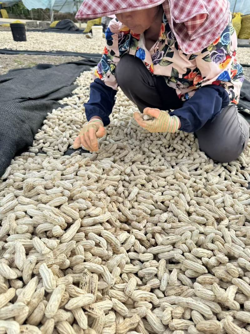 七彩花生云南基地直供品质保障价格实惠云南花生