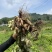 七彩花生云南基地直供品质保障价格实惠云南花生