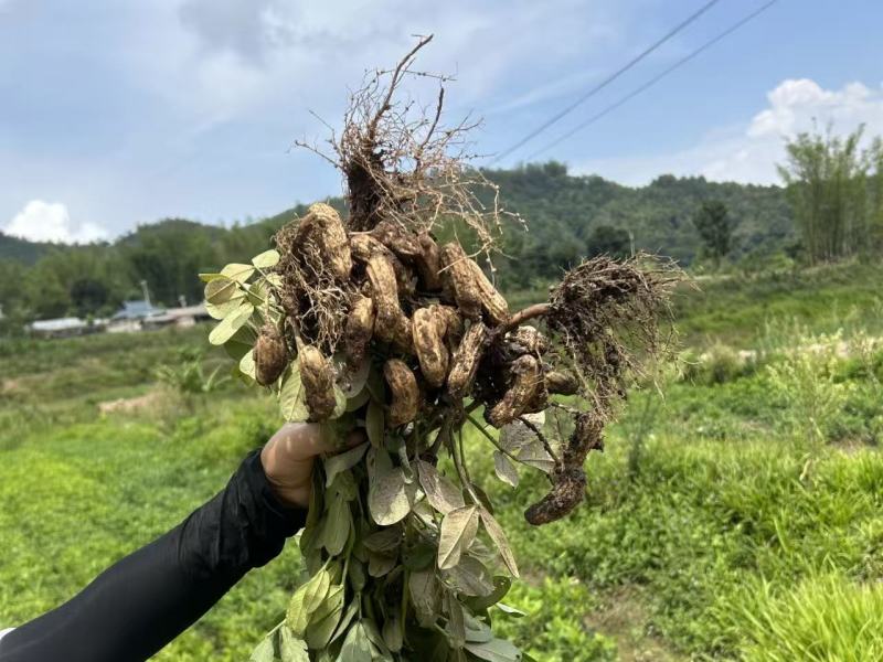 七彩花生云南基地直供品质保障价格实惠云南花生