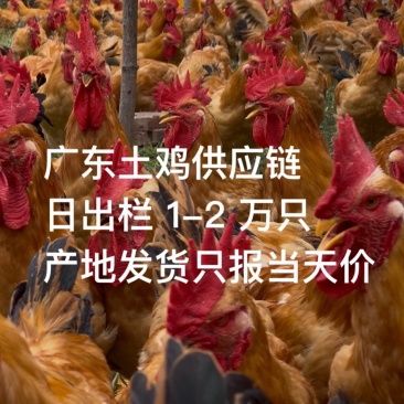 广东揭阳80天土二公，产地低价，价只报当天行情价