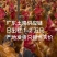 广东揭阳80天土二公，产地低价，价只报当天行情价