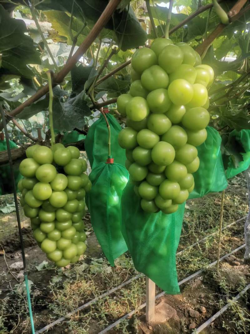 陕西阳光玫瑰葡萄，大量上市，现摘现发，质量保证，欢迎咨询