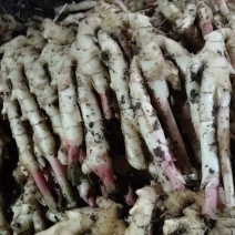 常年供应鲜生姜/大黄姜规格齐全，品质保证，可视频看货发全