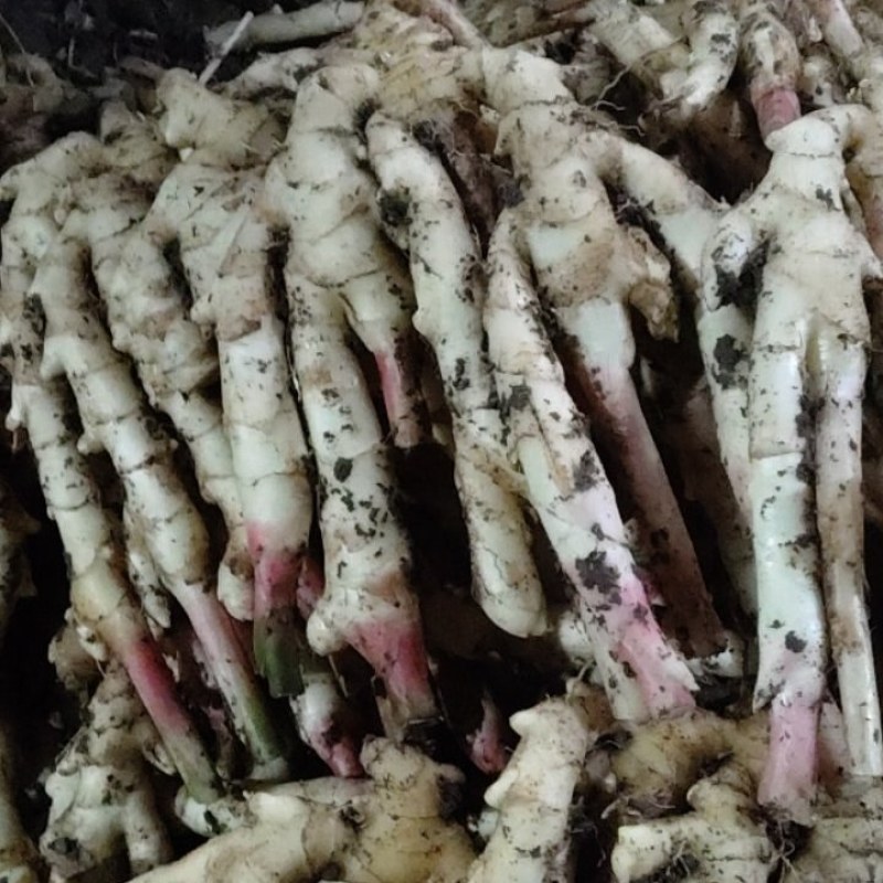 常年供应鲜生姜/大黄姜规格齐全，品质保证，可视频看货发全