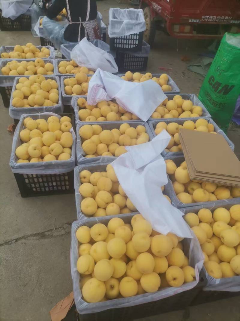 黄金蜜桃4号，产地直发，一手货源，口感脆甜，全国供货