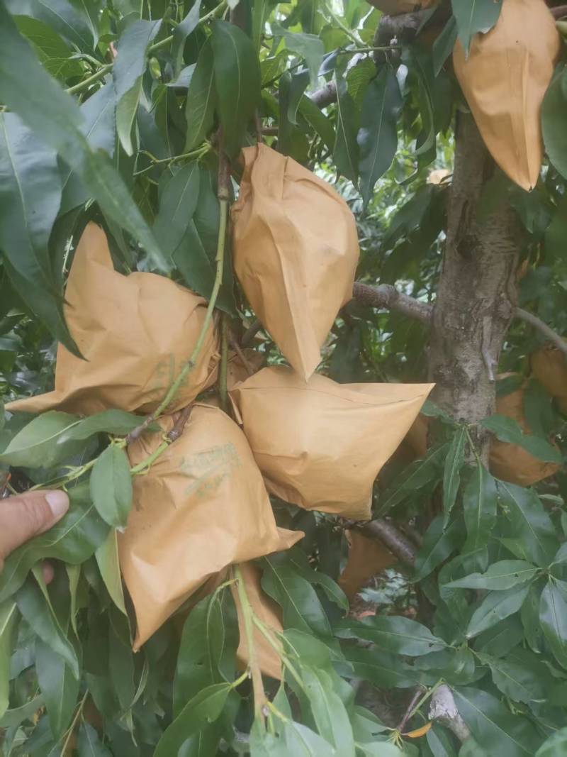 黄金蜜桃4号，产地直发，一手货源，口感脆甜，全国供货