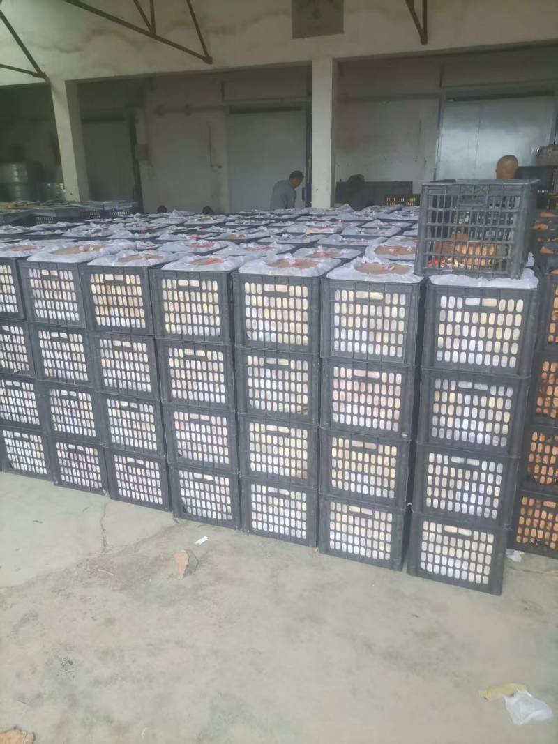 黄金蜜桃4号，产地直发，一手货源，口感脆甜，全国供货