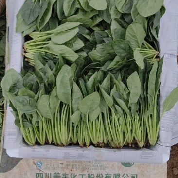 精品菠菜