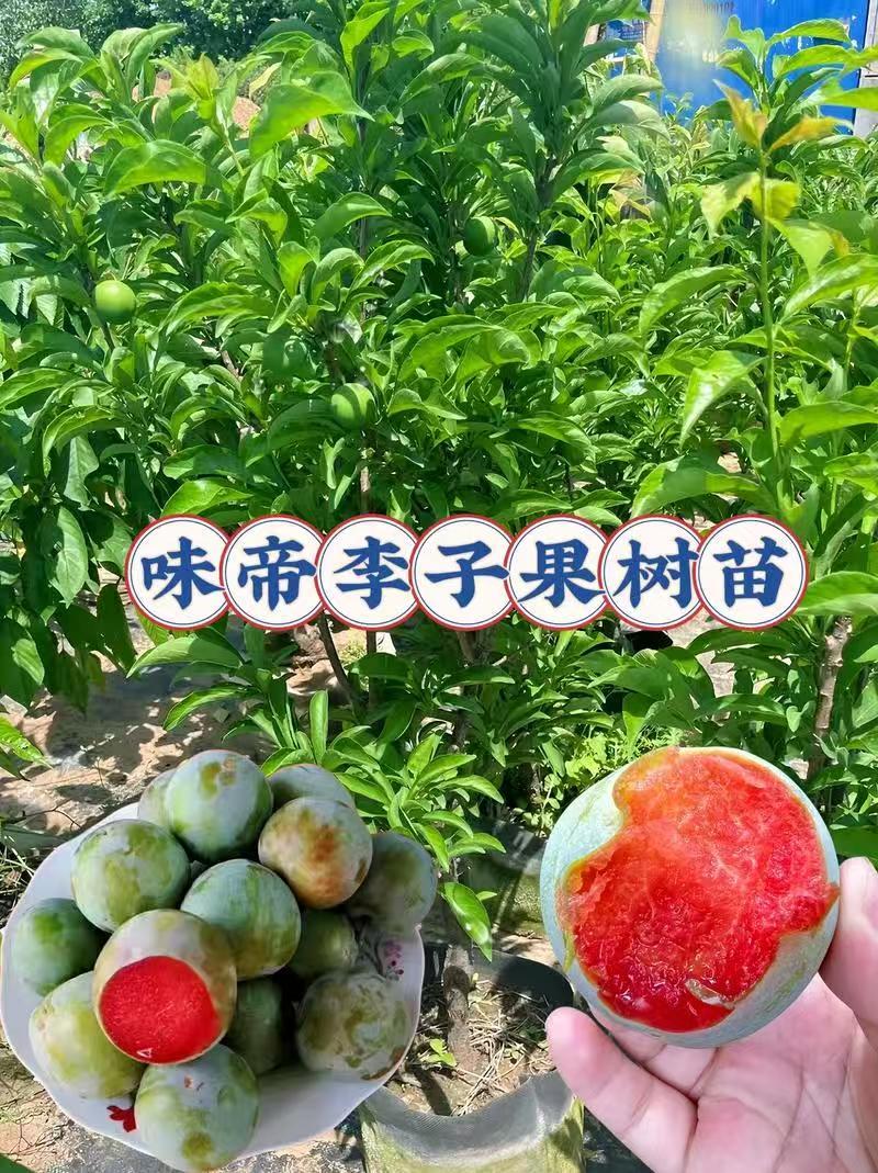 味帝李子成品苗，80厘米高，0.8厘米粗，全国大量发货