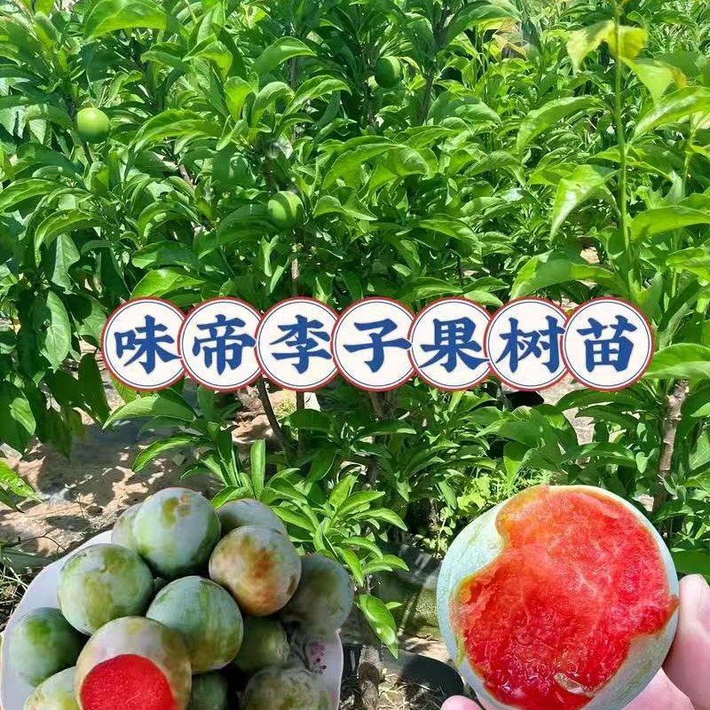 味帝李子成品苗，80厘米高，0.8厘米粗，全国大量发货