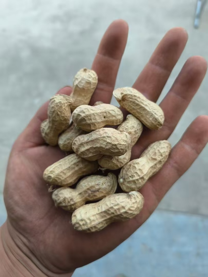 出口标准11/13海花水洗花生果，大量上市，一手货