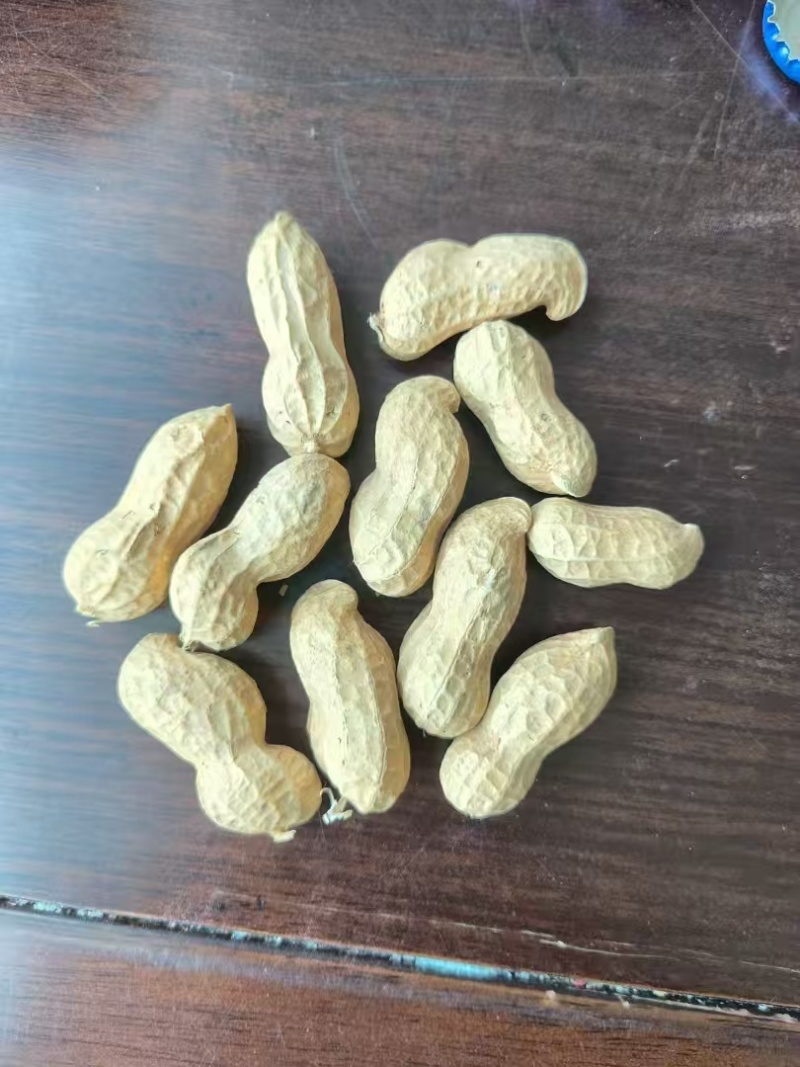 出口标准11/13海花水洗花生果，大量上市，一手货