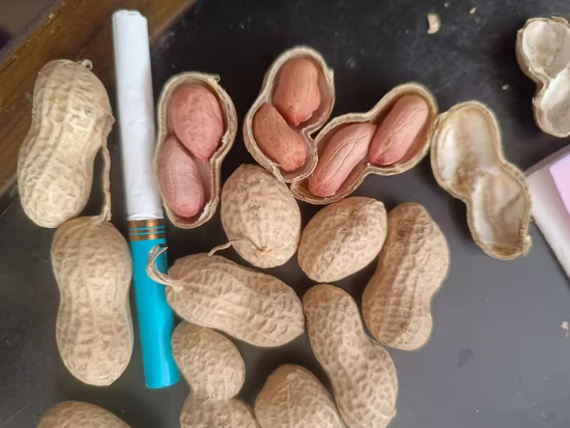 出口标准11/13海花水洗花生果，大量上市，一手货