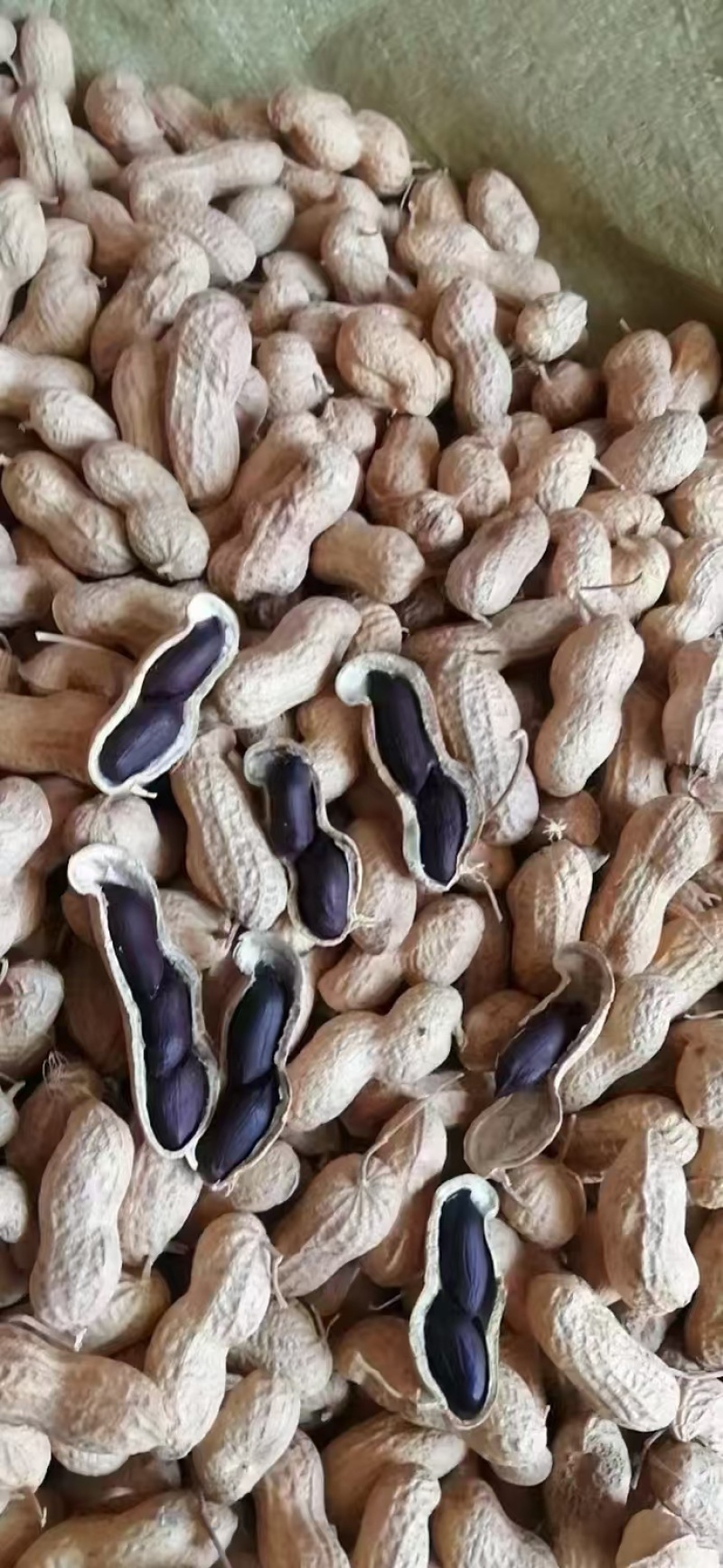 8个筛上黑花生米