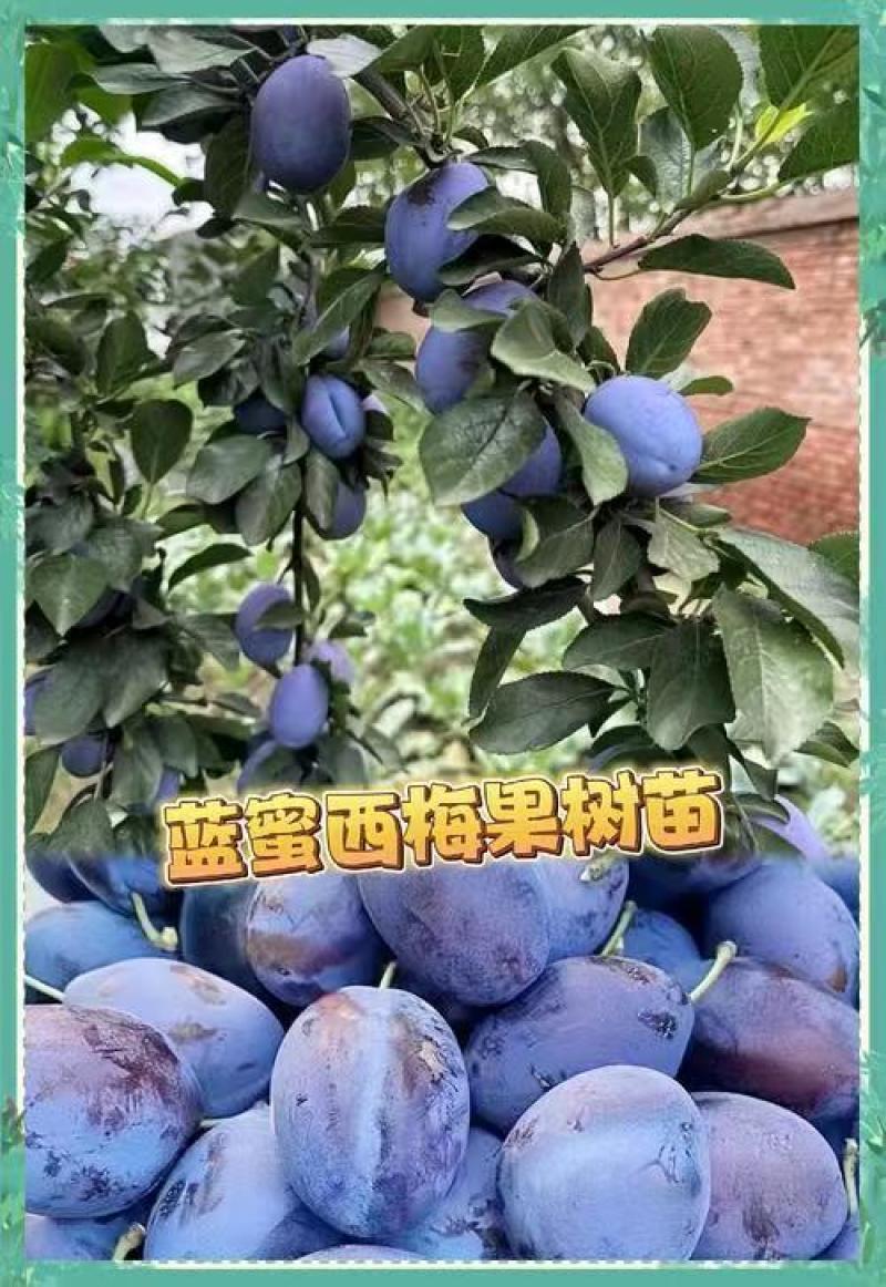 西梅苗，成品苗，80厘米高，80厘米粗，产地大量发货