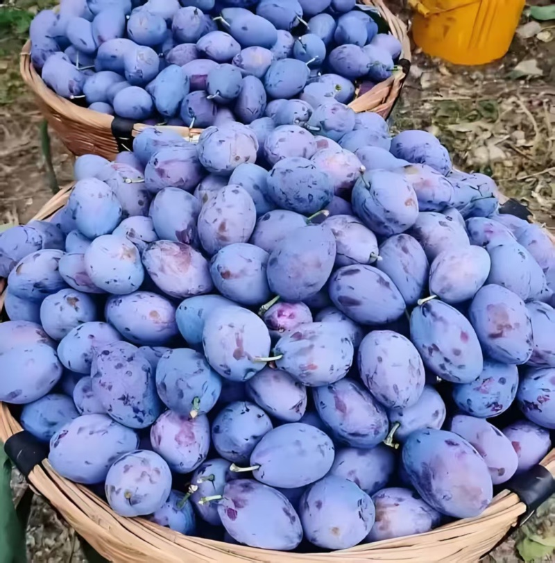 西梅苗，成品苗，80厘米高，80厘米粗，产地大量发货