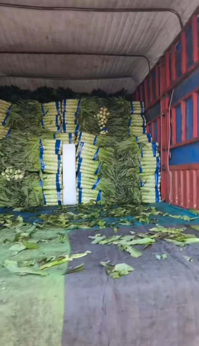 万亩精品莴笋现场采摘热卖中大量有货对接电商