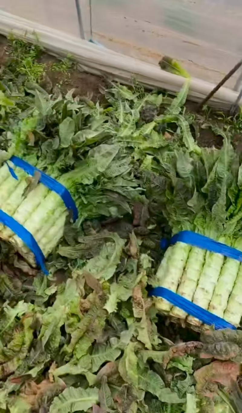 万亩精品莴笋现场采摘热卖中大量有货对接电商
