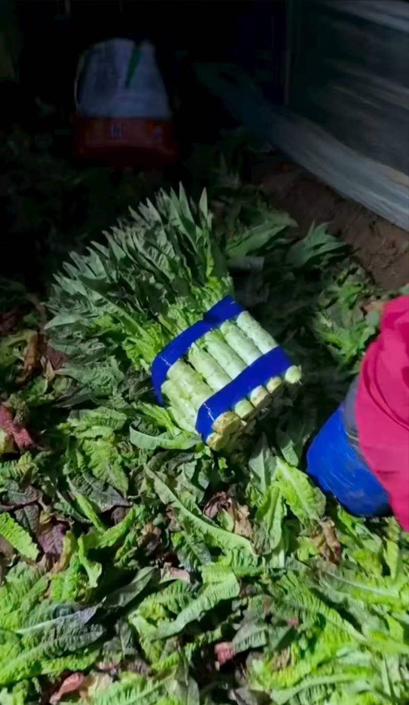 万亩精品莴笋现场采摘热卖中大量有货对接电商
