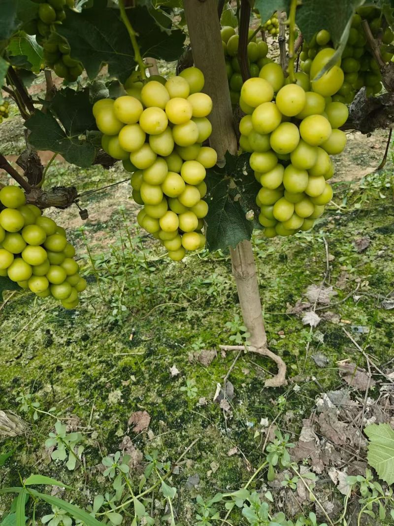 承建蔬菜大棚