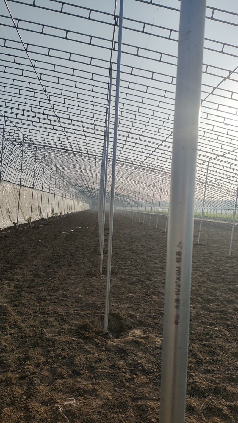 承建蔬菜大棚