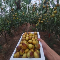 陕西大荔冬枣