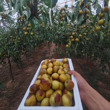 陕西大荔冬枣