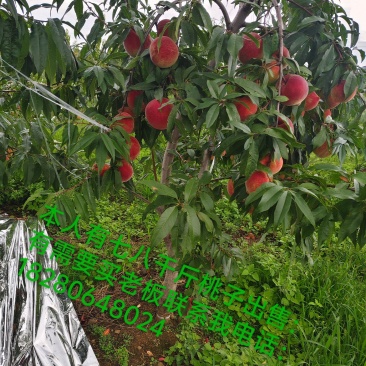 西南种植水果