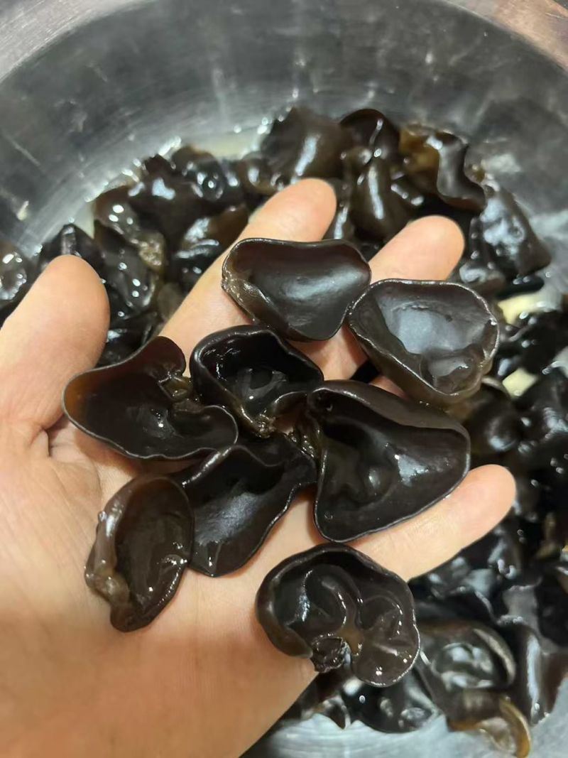 黑木耳东北黑木耳地摊赶集展销会产地