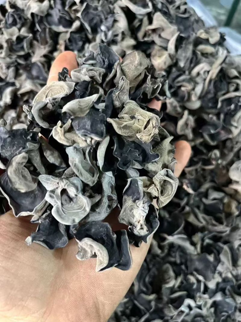 黑木耳东北黑木耳地摊赶集展销会产地