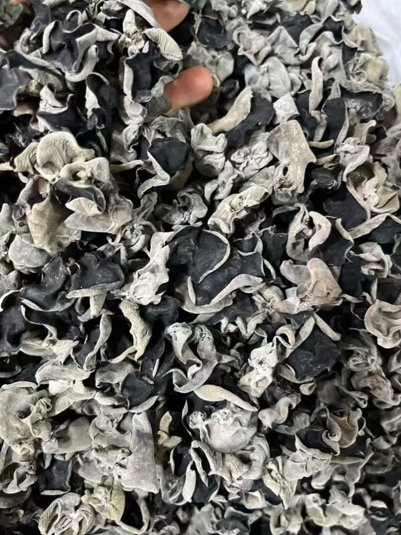 黑木耳东北黑木耳地摊赶集展销会产地