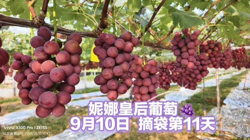 妮娜皇后葡萄，不打上色药，自然上色